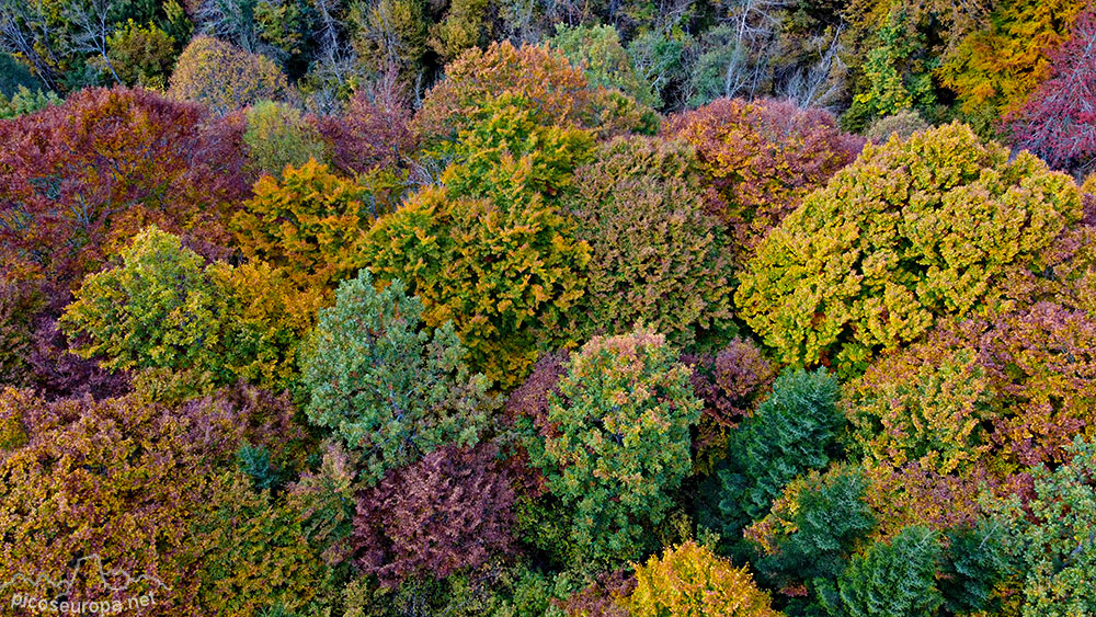 Foto: Otoño en la Val Toran, Val d'Aran, Pirineos, Catalunya